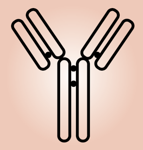 Anti Aspartate Aminotransferase (Cytoplasmic) mAb (CSB-DA222BmN-1)