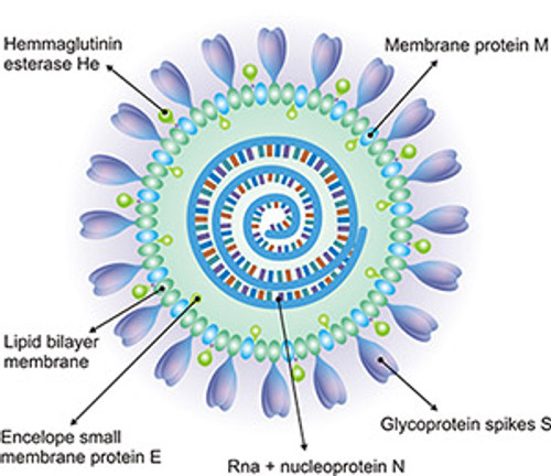 SARS-CoV-2 coronavirus nucleocapsid protein (N protein)