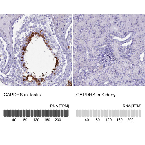 Immunohistochemistry analysis in human testis and kidney tissues using HPA042666 antibody. Corresponding GAPDHS RNA-seq data are presented for the same tissues.