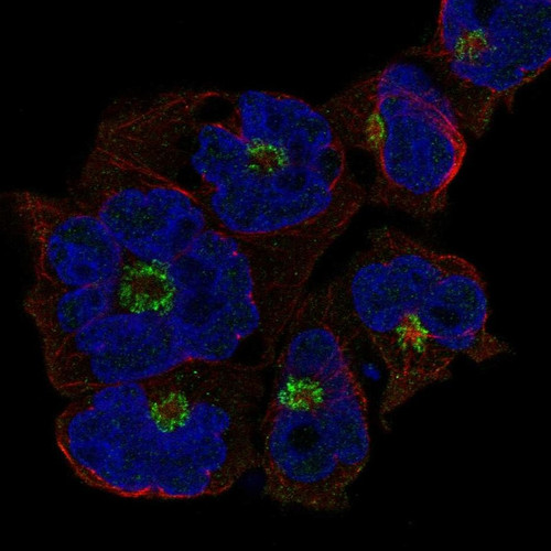 Immunofluorescent staining of human cell line JURKAT shows localization to the Golgi apparatus.