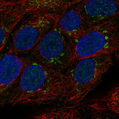 Immunofluorescent staining of human cell line HaCaT shows localization to the Golgi apparatus.