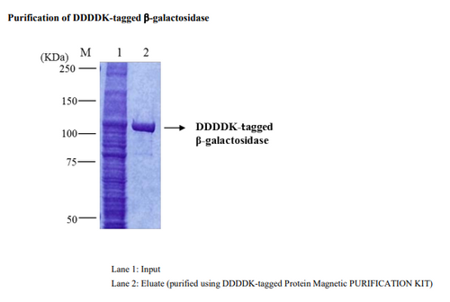 DDDDK-tagged Protein Magnetic Purification Kit DDDDK-tagged Protein Magnetic Purification Kit