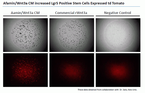 Recombinant Afamin/Wnt3a