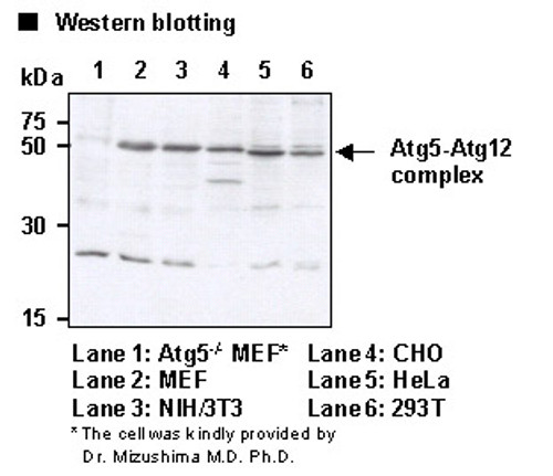 Anti-Atg5 (Clone: 4D3) Anti-Atg5 (Clone: 4D3)