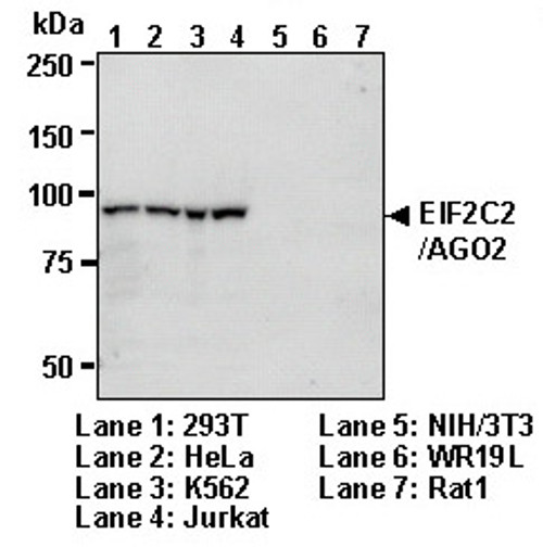 Anti-EIF2C2 (AGO2) (Human) mAb (Clone: 1B1-E2H5) Anti-EIF2C2 (AGO2) (Human) mAb (Clone: 1B1-E2H5)