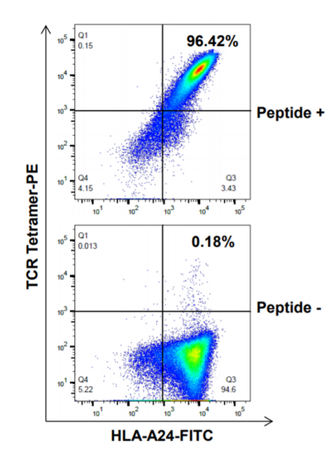 Human TCR Tetramer-PE (HLA-A*24:02 survivin-2B80-88-AYACNTSTL)