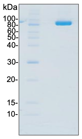 T7 RNA polymerase,His-tagged