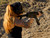 Steph Pietz MP5 Kilo Guns
