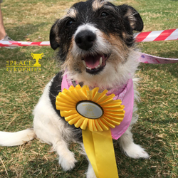 Canine & Craft Fayre Dog Show - August 2024