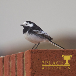 5 Birdwatching Benefits!