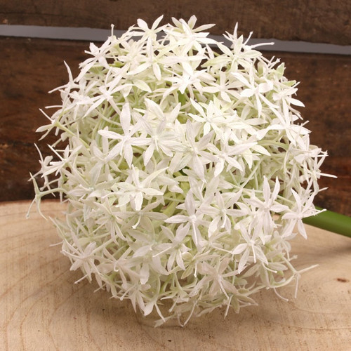 76cm Single Allium Cream & White 76cm Single Allium Cream & White