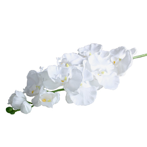 Large Phalaenopsis Spray in White