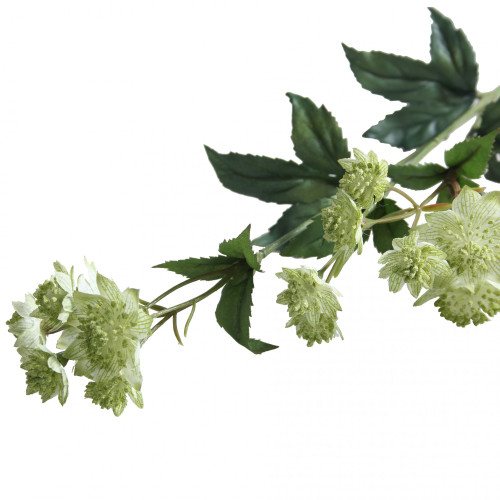 Green Astrantia Green Astrantia