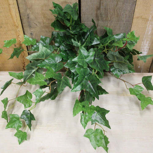 17" English Ivy Bush