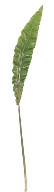 Asplenium Leaf 90cm
