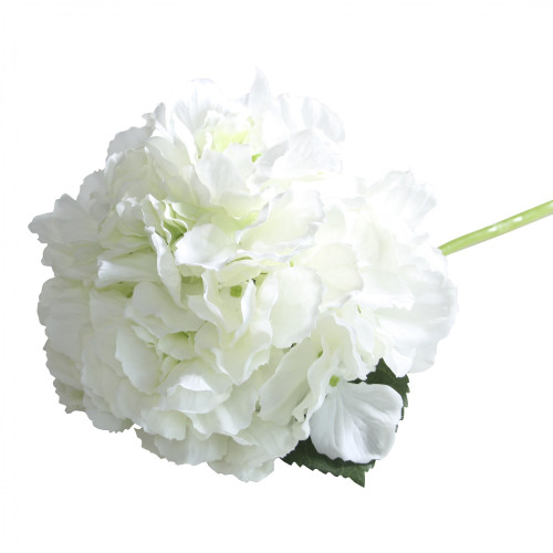 Cream Short Stem Hydrangea Cream Short Stem Hydrangea