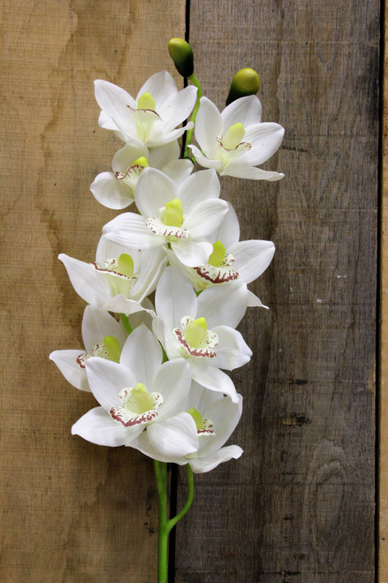 White Phalaenopsis Spray 45 inch