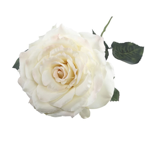 74cm Single Aidde Rose Cream 74cm Single Aidde Rose Cream