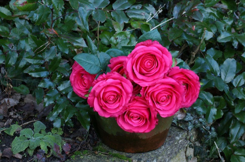 Rose Bunch Fuschia Rose Bunch Fuschia