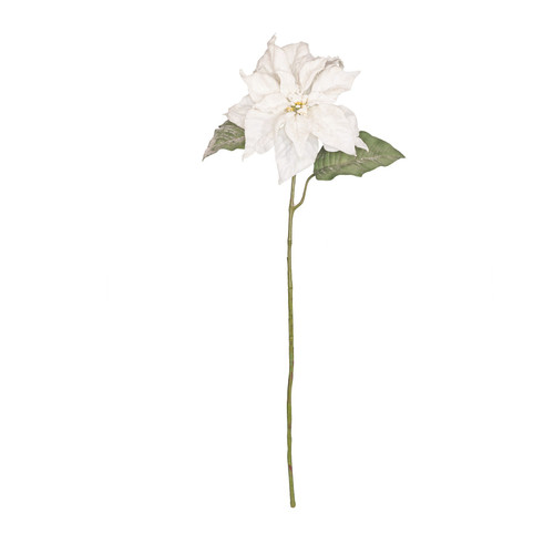 70cm Single Poinsettia White 