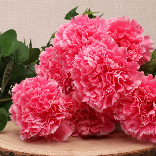 Carnation Bush Pink Carnation Bush Pink