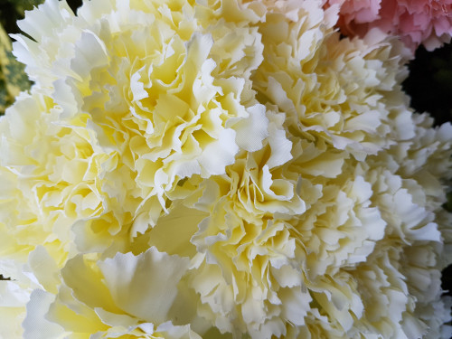 Natural Cream Carnation Bush Natural Cream Carnation Bush