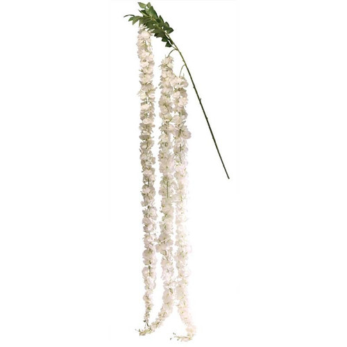 Giant White Wisteria Branch 