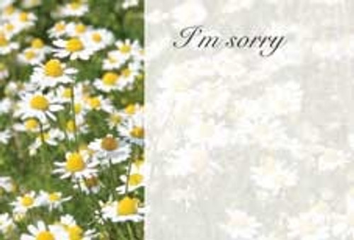 Im Sorry Daisies Greeting Card (x50)