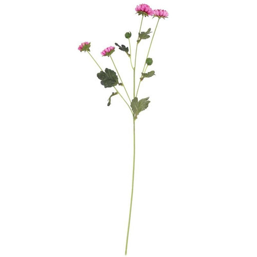 Buckingham Spray Chyrsanthemum Purple Buckingham Spray Chyrsanthemum Purple