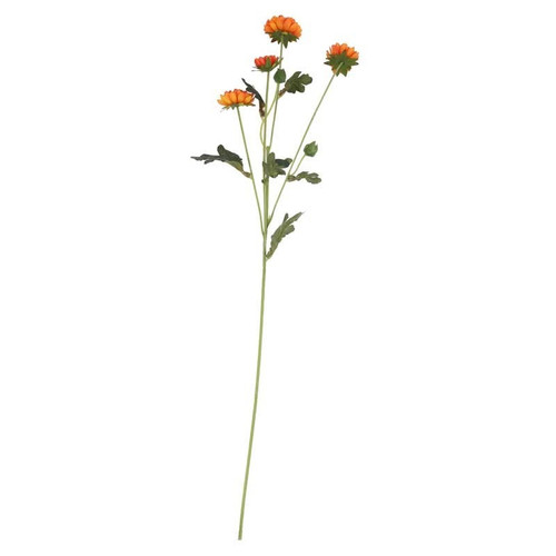 Buckingham Spray Chyrsanthemum Orange Buckingham Spray Chyrsanthemum Orange