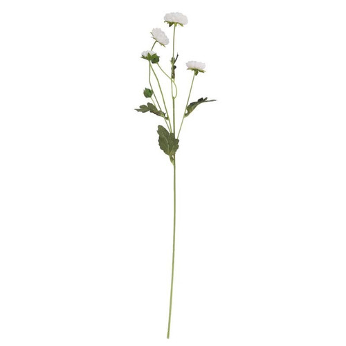 Buckingham Spray Chrysanthemum White Buckingham Spray Chrysanthemum White
