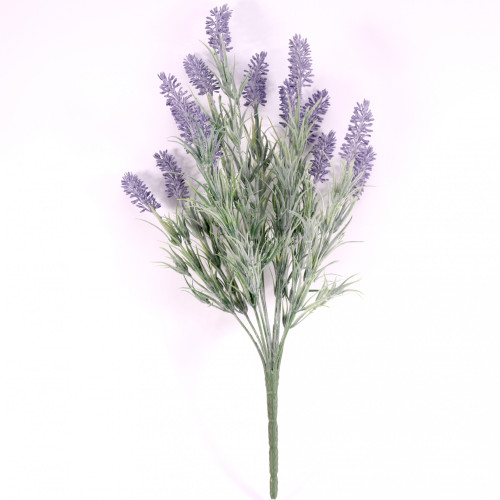 Lavender Plant Lavender Plant
