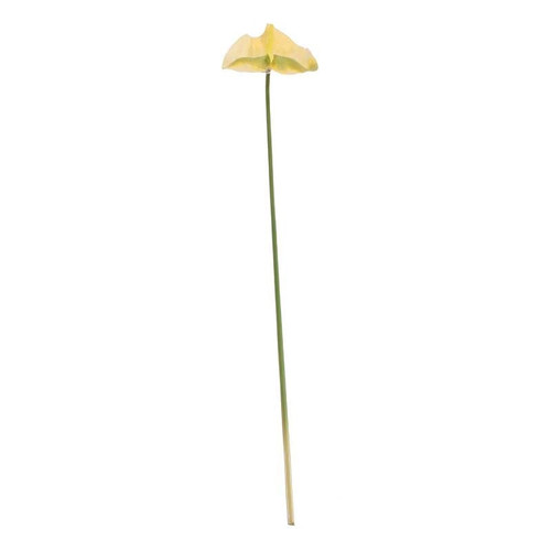 Anthurium White Anthurium White