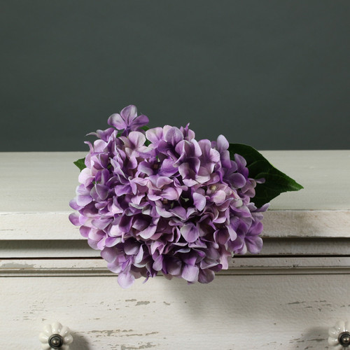 Tintagel Hydrangea Lilac