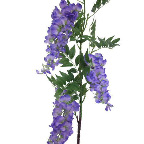 Violet Wisteria Branch Violet Wisteria Branch