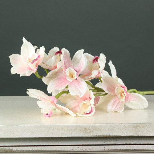 Tintagel Cymbidium Orchid Light Pink Tintagel Cymbidium Orchid Light Pink