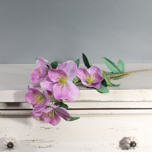 Tintagel Hellebore Lavender Tintagel Hellebore Lavender