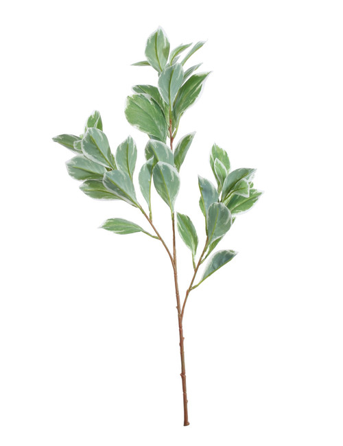 Euphorbia Marginata Spray (68cm) Euphorbia Marginata Spray (68cm)