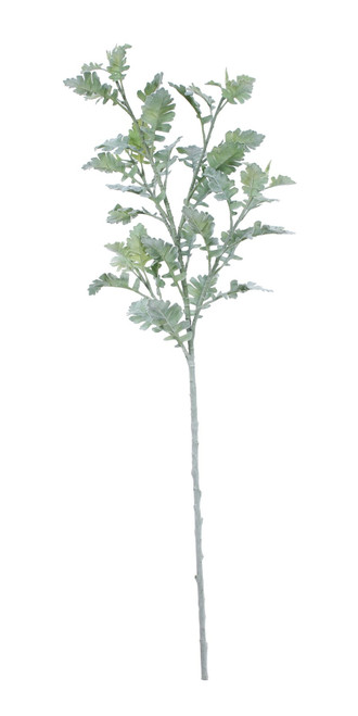 Extra Large Display Dusty Miller (108cm) Extra Large Display Dusty Miller (108cm)