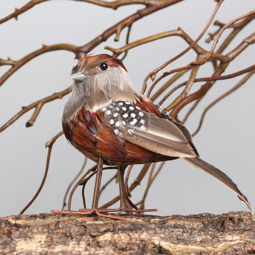 Ornamental Chaffinch Bird Ornamental Chaffinch Bird