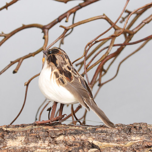 Ornamental Sparrow Bird