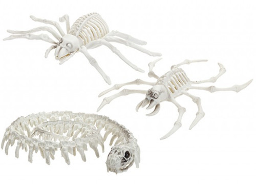 Assorted Skeleton Animals Assorted Skeleton Animals