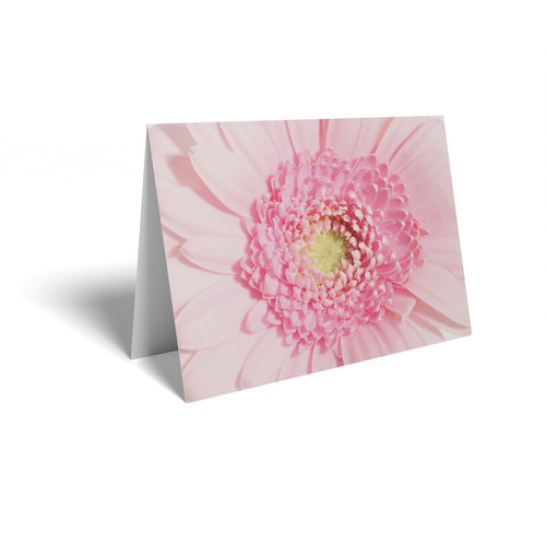 Pink Gerbera Folded Card with Care Info (pack of 25) Pink Gerbera Folded Card with Care Info (pack of 25)