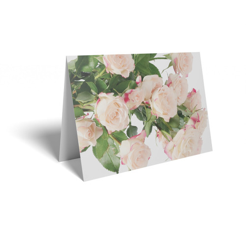 Pale Pink Roses Folded Card with Care Info (pack of 25) Pale Pink Roses Folded Card with Care Info (pack of 25)