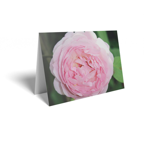 Light Pink Rose Folded Card with Care Info (pack of 25) Light Pink Rose Folded Card with Care Info (pack of 25)