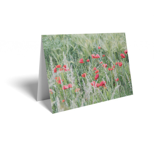 Red Poppy Field Folded Card with Care Info (pack of 25) Red Poppy Field Folded Card with Care Info (pack of 25)