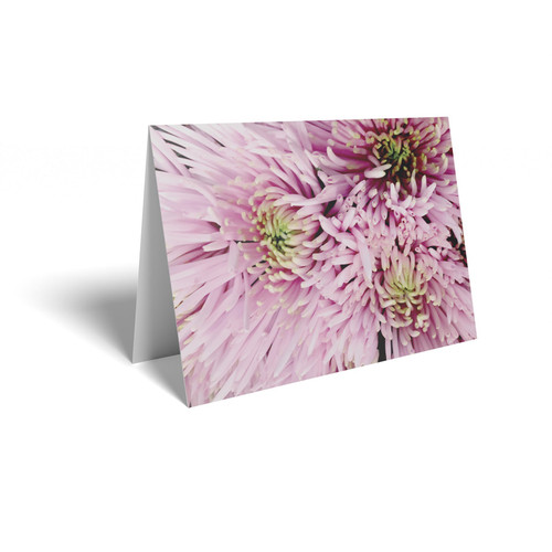 Spray Pink Chrysanthemum Folded Card with Care Info (pack of 25) Spray Pink Chrysanthemum Folded Card with Care Info (pack of 25)