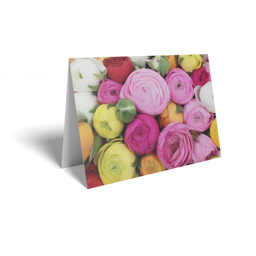 Ranunculus Close Up Folded Card with Care Info (pack of 25) Ranunculus Close Up Folded Card with Care Info (pack of 25)