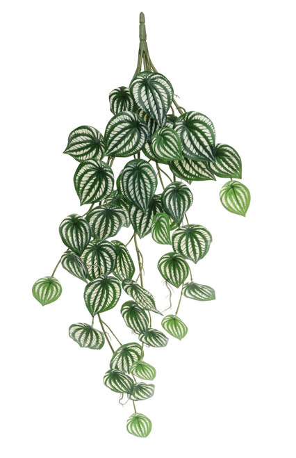 Trailing Calathea Houseplant (80cm) Trailing Calathea Houseplant (80cm)