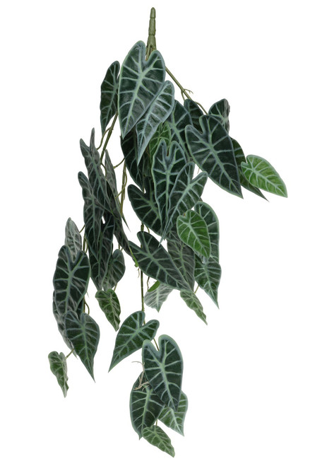 Trailing Caladium Houseplant (80cm)